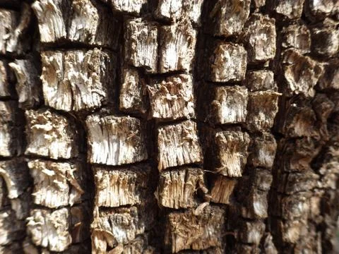 Alligator Juniper Tree Bark Up Close - Sedona, Arizona Foto stock