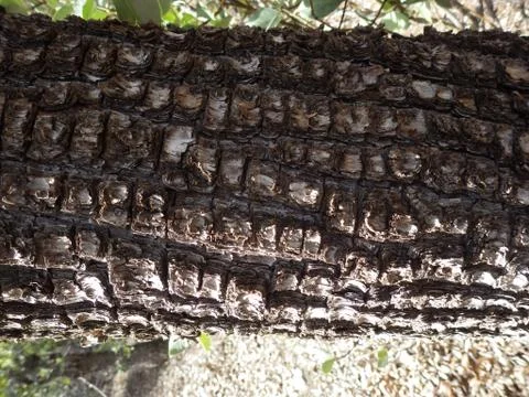 Alligator Juniper Tree Bark Up Close - Sedona, Arizona Stock Photos
