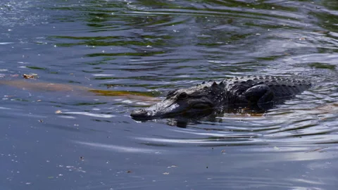 ALLIGATOR IN LAGOON  Stock Footage 228752260