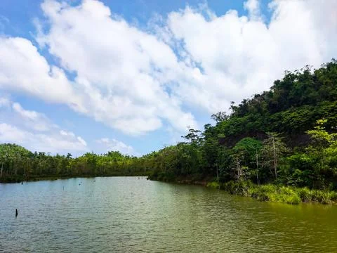 Alligator Lagoon Stock Photos