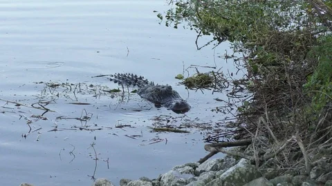  alligator with a large softshell turtle Stock Footage 114261430