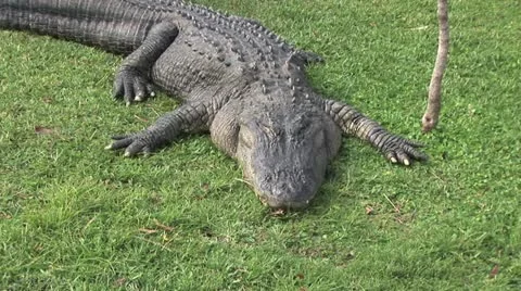 Alligator Laying In The Grass 2 Video stock 19031135