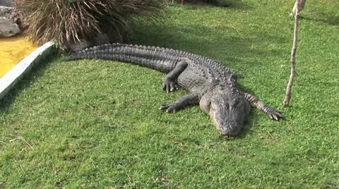 Alligator Laying In The Grass Video stock 19201050