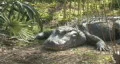 Alligator laying HD HD Footage