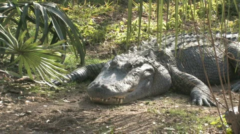 Alligator laying HD Stock Footage 109103