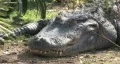 Alligator laying in jungle close HD HD Footage