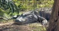 Alligator laying in jungle HD Vídeo HD
