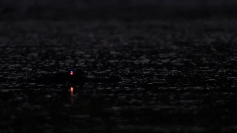 An alligator leaps at night with eye shining. Stock-Footage 75700366