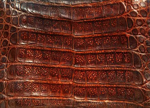 Alligator leather Stock Photos