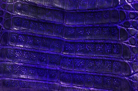 Alligator leather Stock Photos