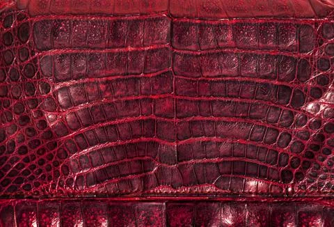 Alligator leather Stock Photos