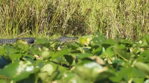 Alligator Lilies Stock Footage 8914604