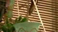 Alligator Lizard 10 HD Footage