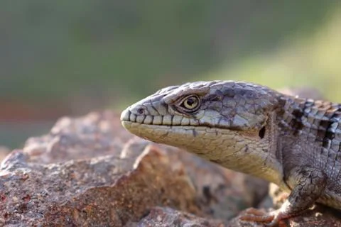 Alligator Lizard Closeup Stock Photos