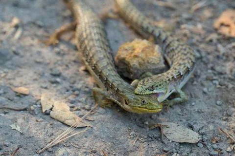 Alligator lizard pair mating behavior, male biting female Stock Photos