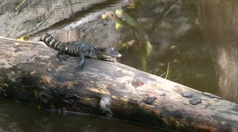 Alligator on a Log Stock Footage 534595