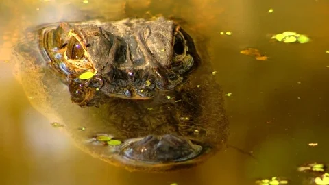 Alligator in Louisiana Swamp Stock Footage