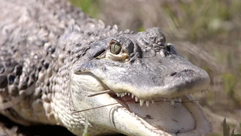 Alligator lowering head ready to attack Vidéo 154713596