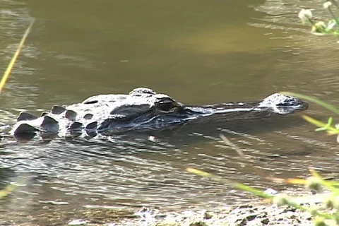 Alligator lurking Video stock 98263545