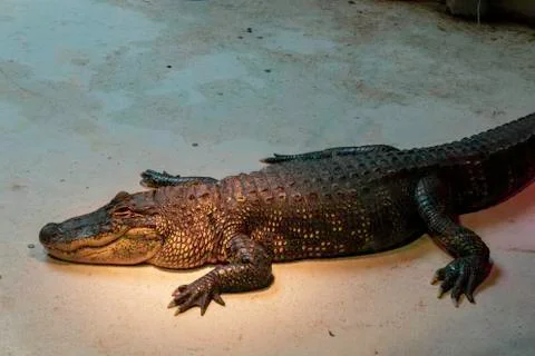 Alligator lying on the ground from side Stock Photos