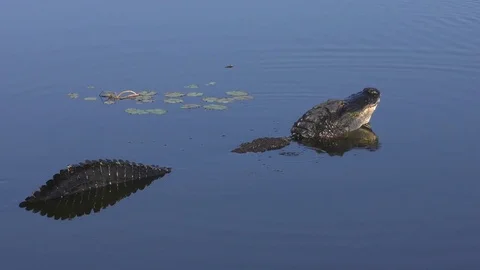 Alligator makes splash with its jaw Stock Footage 75433141