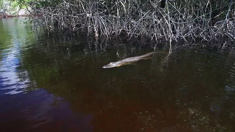 Alligator in Mangroves 動画素材 79681164