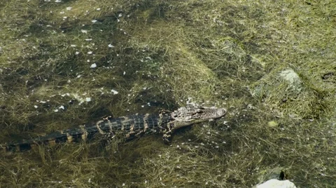 Alligator in the marsh shot from above Stock Footage 42456779
