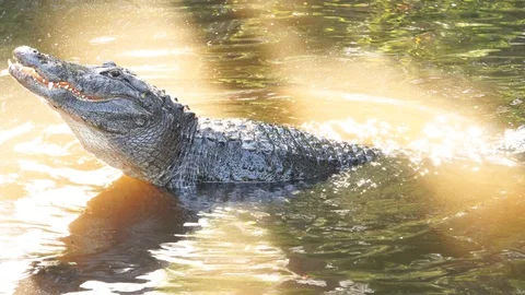 Alligator Mating Call Video stock 107633860