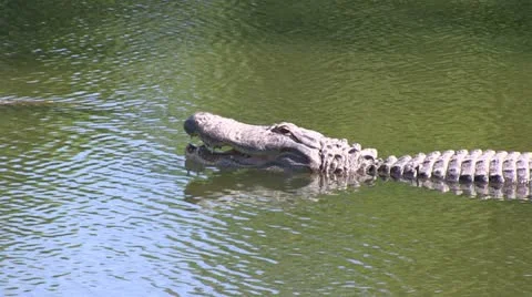 Alligator with mouth open Stock Footage 12374904