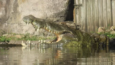 Alligator Mouth Open Stock Footage 314526489