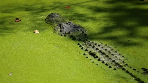 Alligator moves slowly through dark green waters Stock Footage 57748284