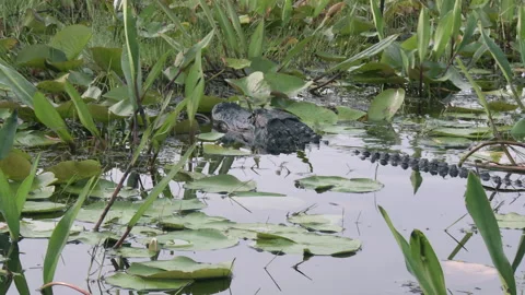 Alligator moving through cattails and lily pads Stock Footage 131881020
