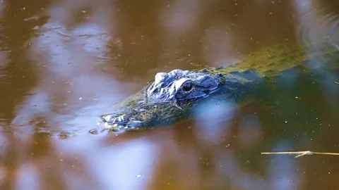 Alligator in muddy water 스톡 동영상 172335563