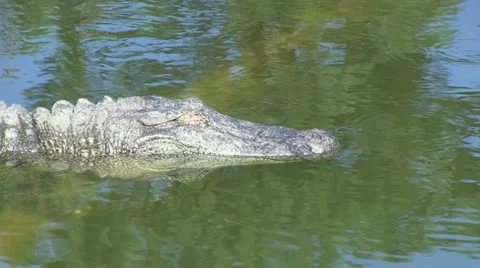 Alligator opens its eye Stock Footage 12374461