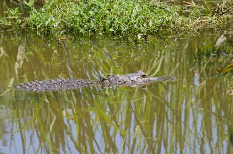 Alligator or log Stock Photos