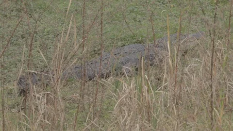Alligator outside in grass in Florida Stock Footage 114584363