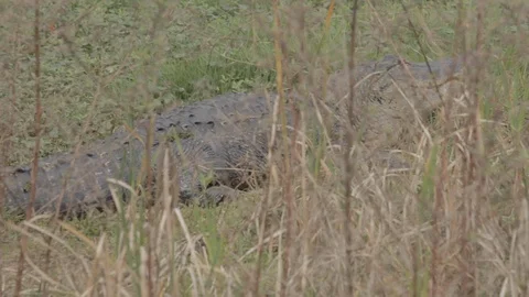Alligator outside in grass in Florida Stock Footage 114584388