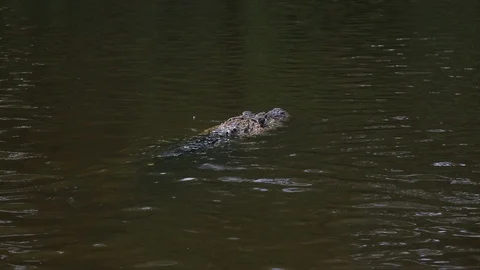 An alligator peeking in the river 스톡 동영상 103044276