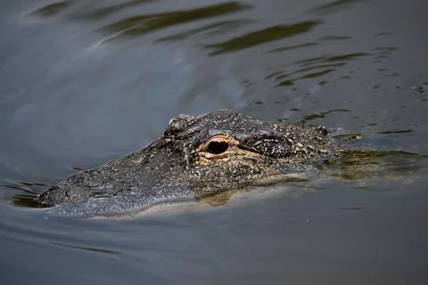 Alligator peeking from watear Stock-Fotos