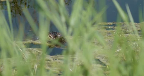 Alligator Peering Through the Weeds Stock Footage 98268411