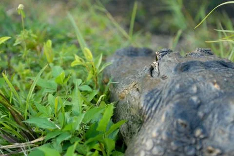 Alligator Perspective. Stock Photos