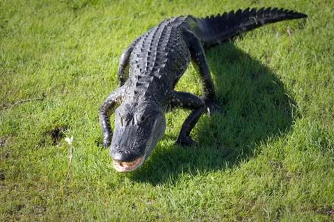 Alligator Stock Photos