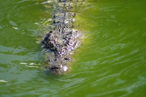 Alligator Stock Photos