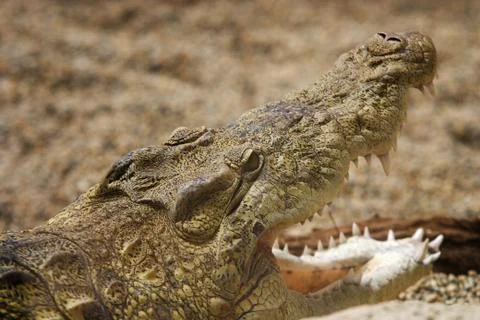 Alligator Stock Photos