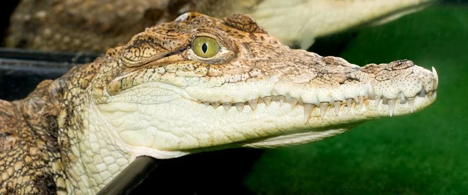Alligator Stock Photos
