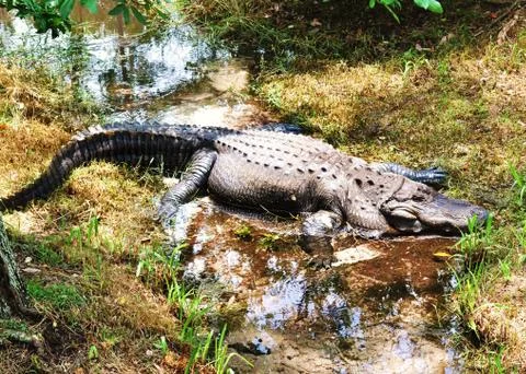Alligator Stock Photos