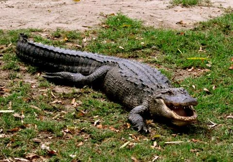 Alligator Fotos Stock