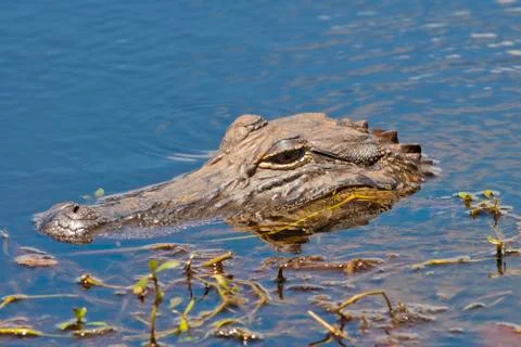 Alligator Stock-Fotos