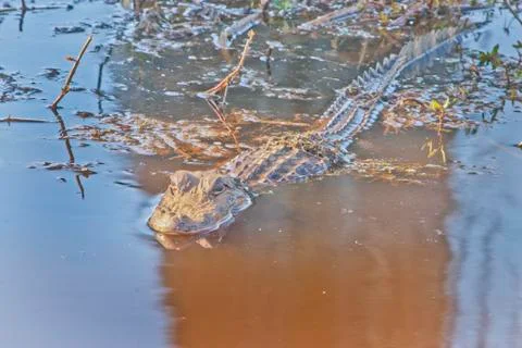 Alligator Stock Photos