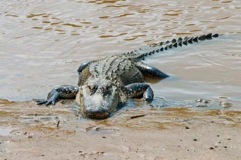 Alligator Stock Photos